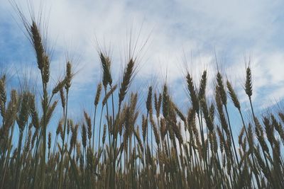 Low angle view of stalks in field against sky