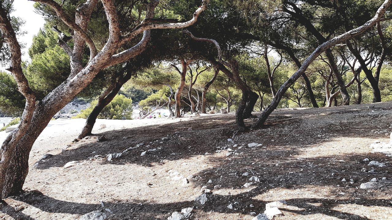 TREES GROWING ON FIELD