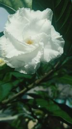 Close-up of white rose