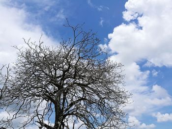 Low angle view of tree against sky