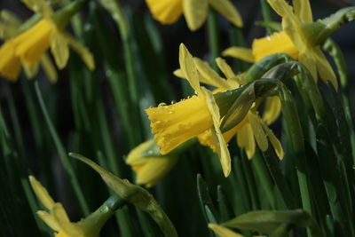 Close-up of wet yellow flowering plants