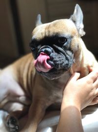 Close-up of hand holding dog