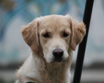 Close-up portrait of dog