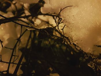 Close-up of frozen tree against sky at dusk