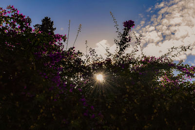 Low angle view of sunlight streaming through plants against sky during sunset
