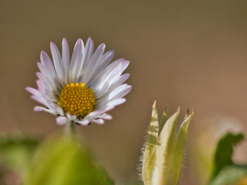 Close-up of daisy flower