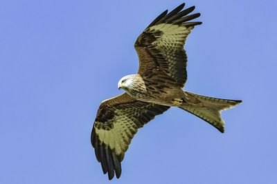 Low angle view of eagle flying against clear blue sky