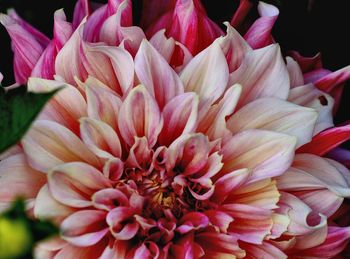 Close-up of dahlia