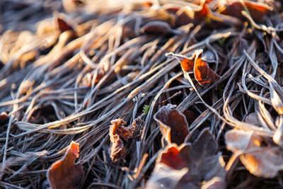 Close-up of leaves during autumn