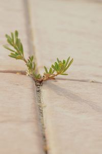 Close-up of plant growing on table