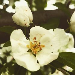 Close-up of white flower blooming on tree