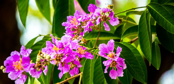 Close-up of pink flowering plants