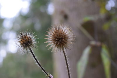 Close-up of dandelion on plant