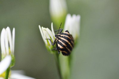 Close-up of insect on flower
