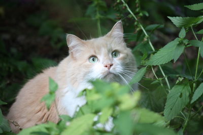 Portrait of cat on green plant