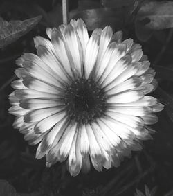 Macro shot of daisy flower