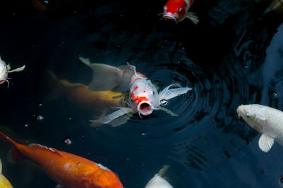 High angle view of koi carps swimming in lake