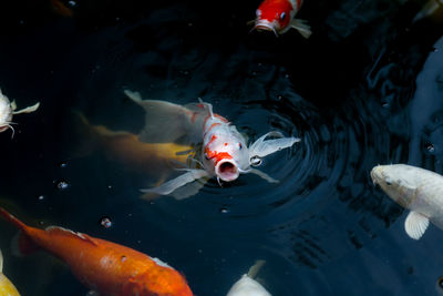 High angle view of koi carps swimming in lake