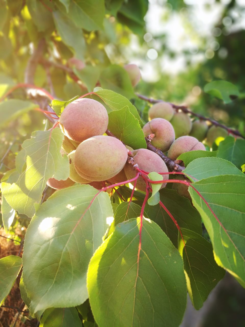 fruit, food and drink, leaf, food, tree, growth, day, green color, outdoors, healthy eating, nature, freshness, focus on foreground, no people, close-up, nut - food, branch, beauty in nature