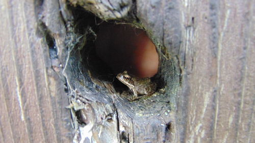 Close-up of lizard on tree trunk