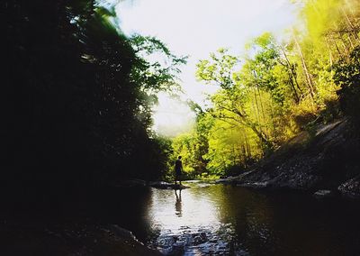 Scenic view of river amidst trees in forest against sky