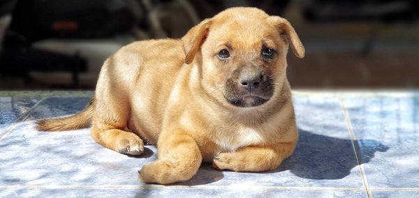 Portrait of puppy sitting outdoors