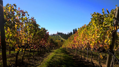 Scenic view of vineyard against sky