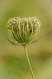 Close-up of dandelion flower