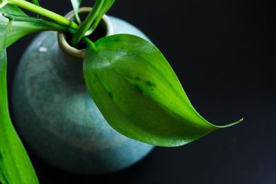 Close-up of green fruit against black background