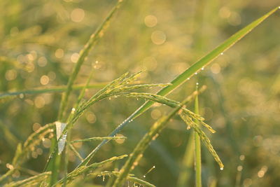 Close-up of wet plant on field during rainy season