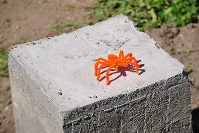 High angle view of orange maple leaf