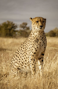 View of a cat on field