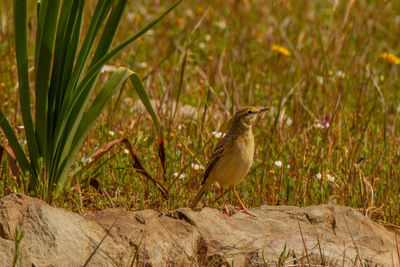 Close-up of bird perching on rock