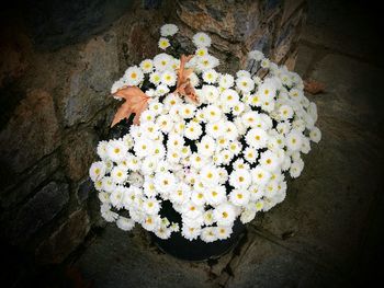 High angle view of flowers blooming outdoors