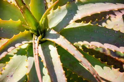 aloe