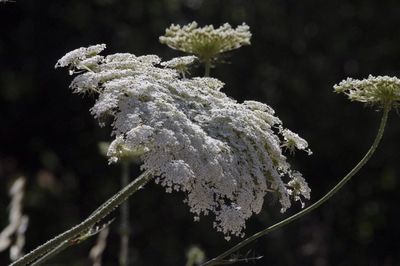 Close-up of white flowers