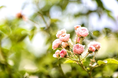 Close-up of roses blooming