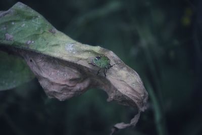 Close-up of insect on leaf