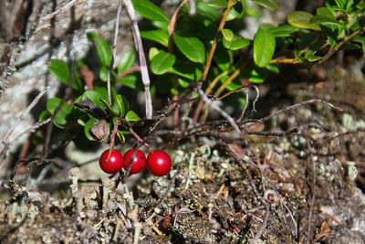 Close-up of red berries growing on tree