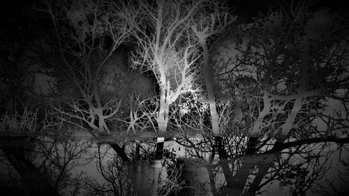 Bare trees in forest at night