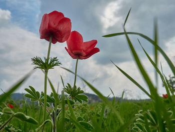 Close-up of red flower on field against sky