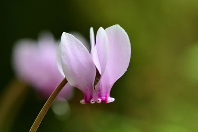 Close-up of pink crocus flower