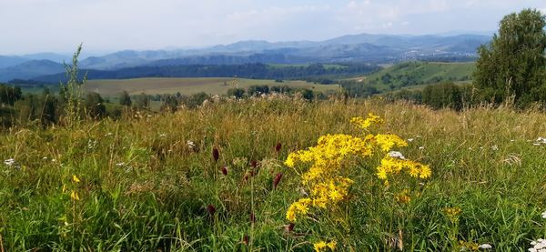 Scenic view of grassy field against cloudy sky