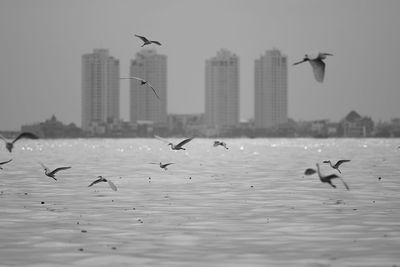 Seagulls flying in the water