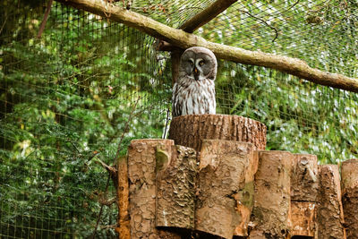 View of bird perching on wood in forest