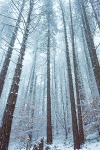 Pine trees in forest during winter
