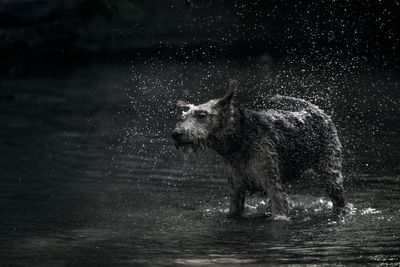 Dog splashing water while standing in lake