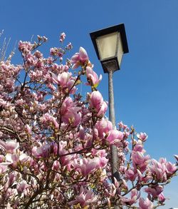 Low angle view of pink cherry blossoms against sky