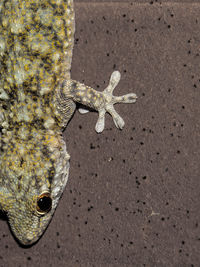 High angle view of lizard