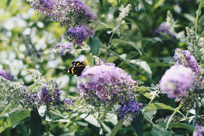 Low angle view of butterfly pollinating on flowers